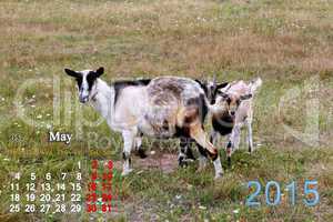 calendar for May of 2015 year with goat and kids