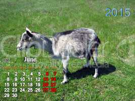 calendar for June of 2015 year with goat