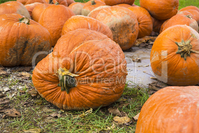 Pumpkins on the field