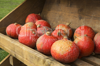 Pumpkins on the field