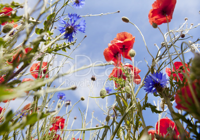 colorful flower meadow