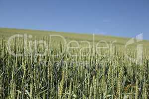 Wheat field with blue sky