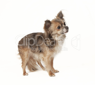 chihuahua standing looking to the side
