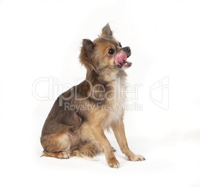 chihuahua sitting licking over mouth