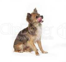 chihuahua sitting licking over mouth