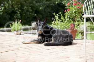 black dog on terrace