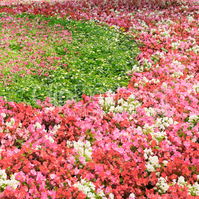 flower bed with bright summer flowers