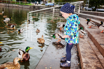 Small girl feeding ducks at the lake