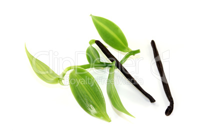 grüne Vanilleblätter mit Vanillestangen