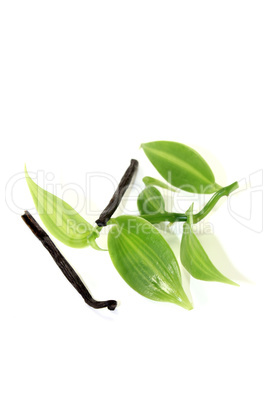 grüne Vanilleblätter mit dunklen Vanillestangen