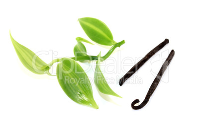 frische grüne Vanilleblätter mit Vanillestangen
