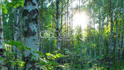morning in a birch forest. timelapse.