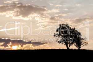 Bäume im Sonnenaufgang