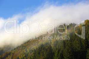 Misty forest in the Bavarian mountains