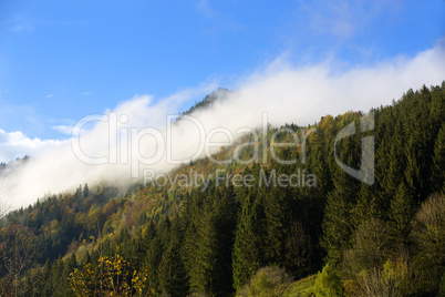 Misty forest in the Bavarian mountains