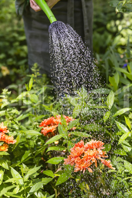 Blumen giessen, watering flowers