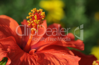 hibiskus