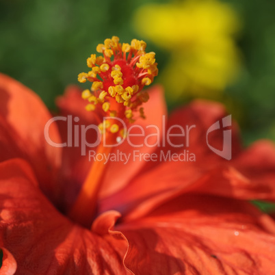 hibiskus