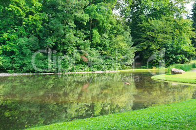 scenic lake in the summer park