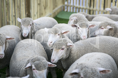 Schafe, Merinoschafe in einem Gehege