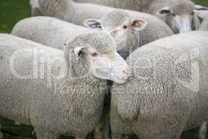 Schafe, Merinoschafe in einem Gehege