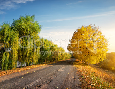 Road through autumn forest