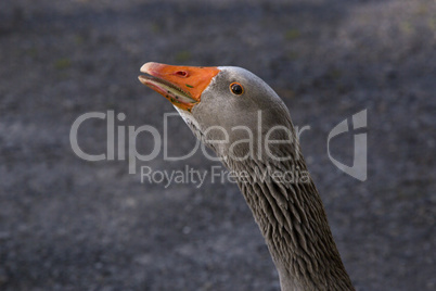 Closeup of a grey goose