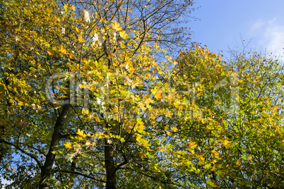 Autumnal forest