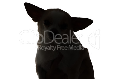 Silhouette of a dog chihuahua