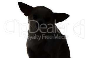 Silhouette of a dog chihuahua