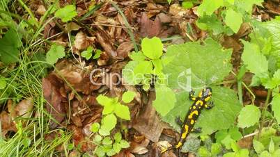 salamander crawling on a leaf mother and stepmother, top view