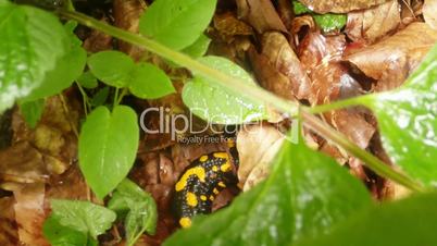 bright salamander crawling on leaves