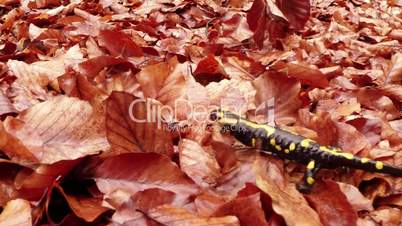 salamander crawling on the leaves brown rot early spring in the mountain forests