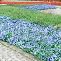 beautiful flower beds and paths