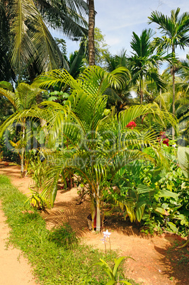 tropical garden