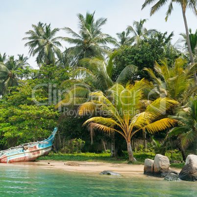 lake, tropical palms and  boat