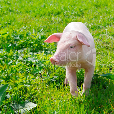 funny pig on a green grass