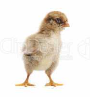 small orpington chick