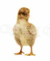 Chick looks