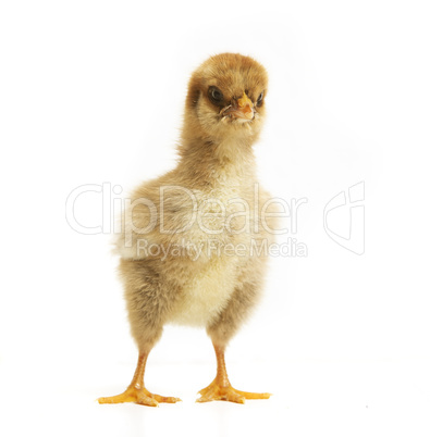 Chick makes big