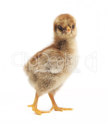 orpington chick