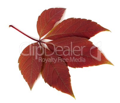 Red autumn virginia creeper leaf on white background