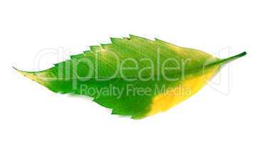 Multicolor leaf on white background