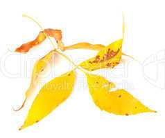 Dried yellow autumn leaf