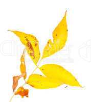 Yellow autumn leaf