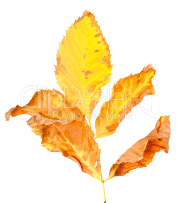 Dry yellowed autumn leaf