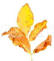 Dry yellowed autumn leaf