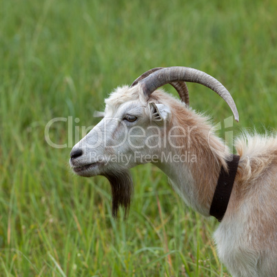 Green meadow and portrait of goat