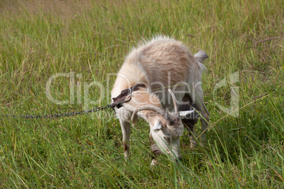 Goat grazing on meadow