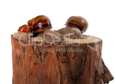 Snails family on pine-tree stump